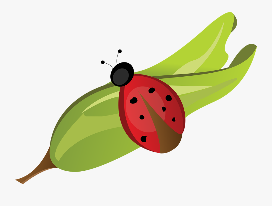 Joaninha Folha Png, Transparent Clipart