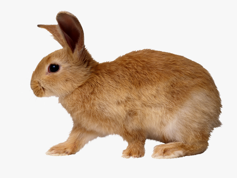 Download Rabbit Free Png Transparent Image And Clipart, Transparent Clipart