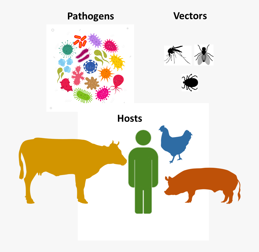 Infectious Management From A - Illustration, Transparent Clipart