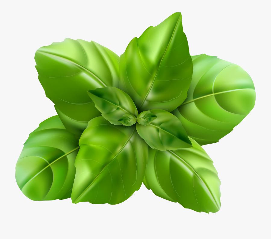 Spinach Png - Basil Png, Transparent Clipart