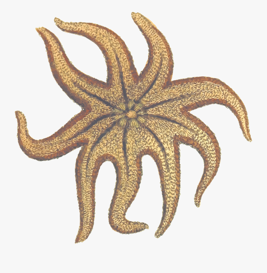 Drawing Of Sea Star, Transparent Clipart