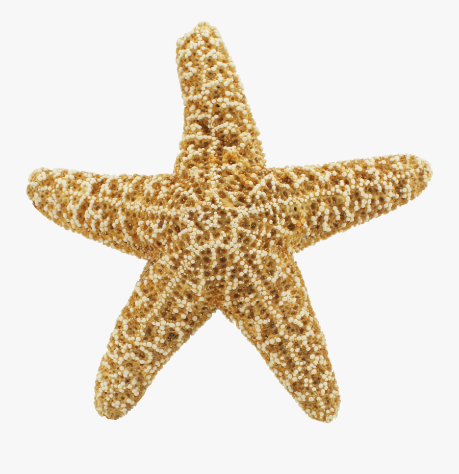 Transparent Starfish Png, Transparent Clipart