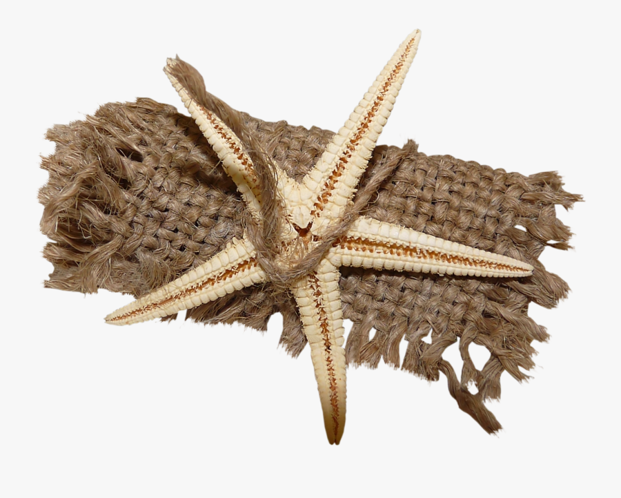 Starfish Clipart Brown Psp Tubes Coquillages Free Transparent Clipart Clipartkey