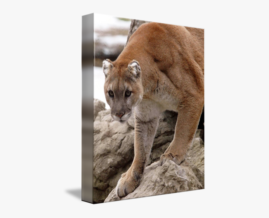 Clip Art On Rock By Don - Cougar, Transparent Clipart