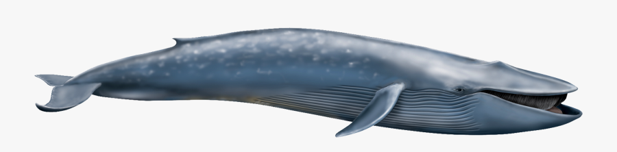 Blue Whale Transparent, Transparent Clipart