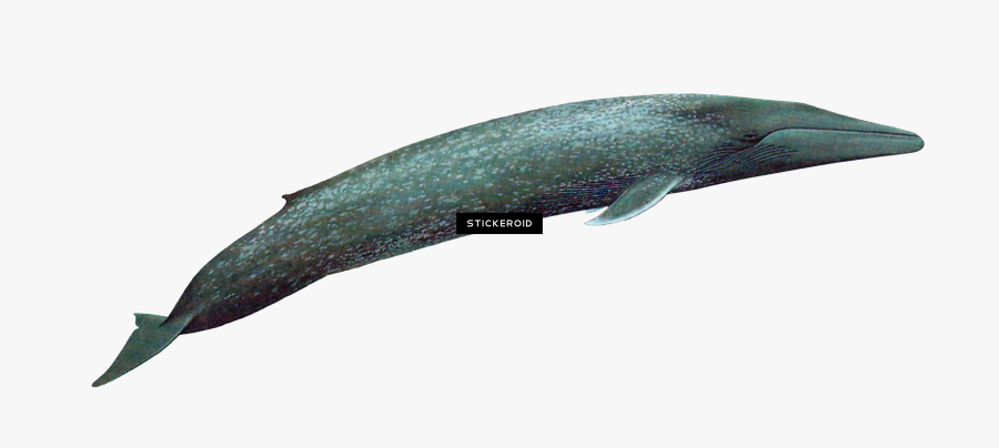 Transparent Whale Clipart Png - Grey Whale, Transparent Clipart