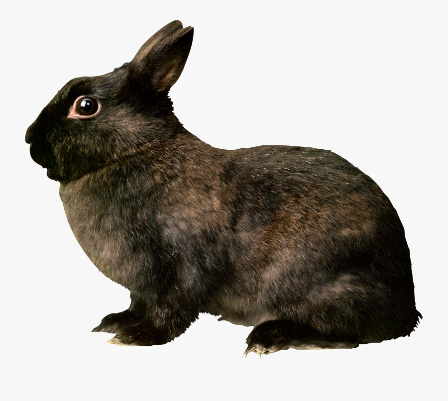 Black Rabbit Png Image, Transparent Clipart