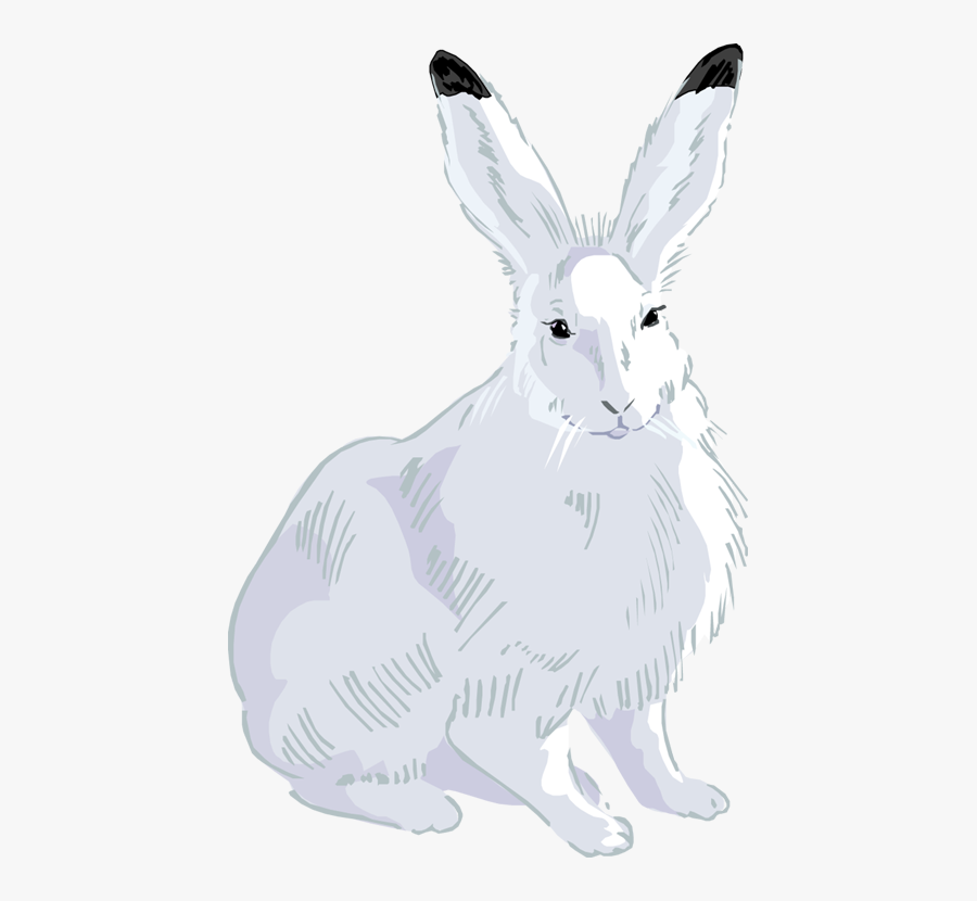 Domestic Rabbit, Transparent Clipart