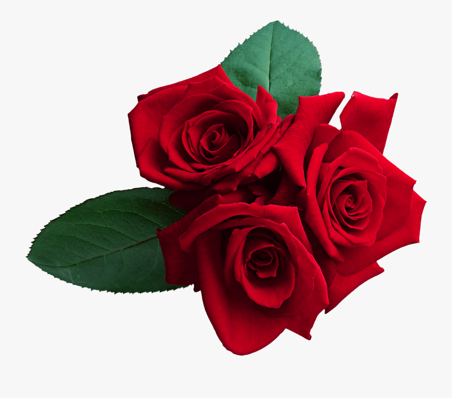 Red Roses Png Clipart , Png Download - Real Red Roses Png, Transparent Clipart