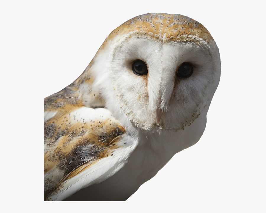 White And Brown Owl, Transparent Clipart