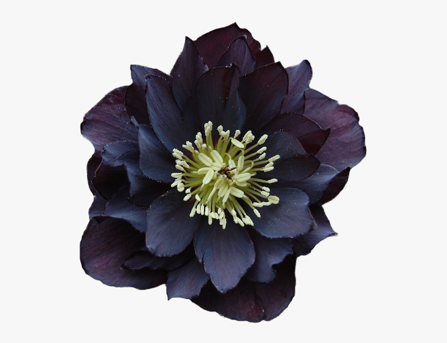 Flower, Transparent Clipart