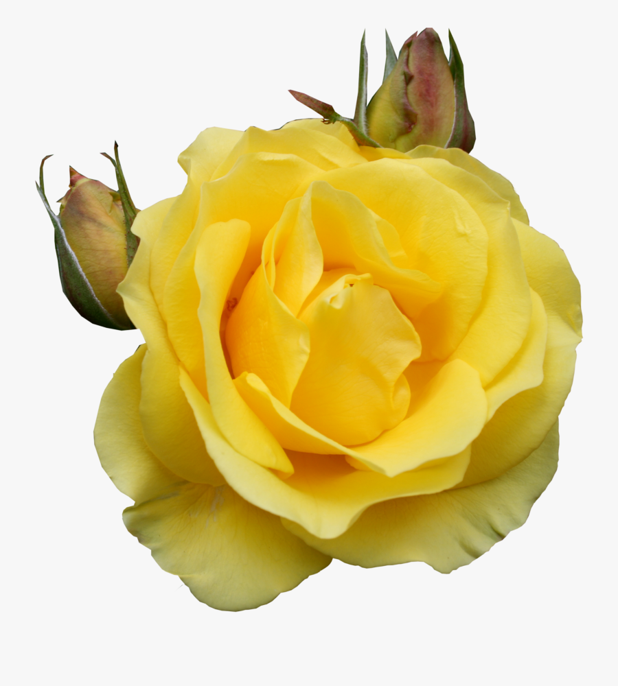Rose Clipart Yellow Rose - Yellow Rose Gif Png, Transparent Clipart