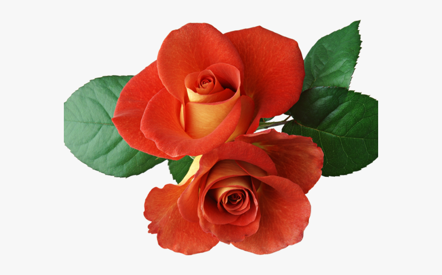 Red Roses Clipart - Two Red Roses Png, Transparent Clipart