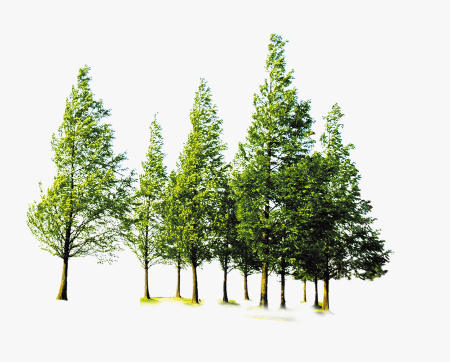 Clip Art Forest Trees Png - Forest Tree Png, Transparent Clipart