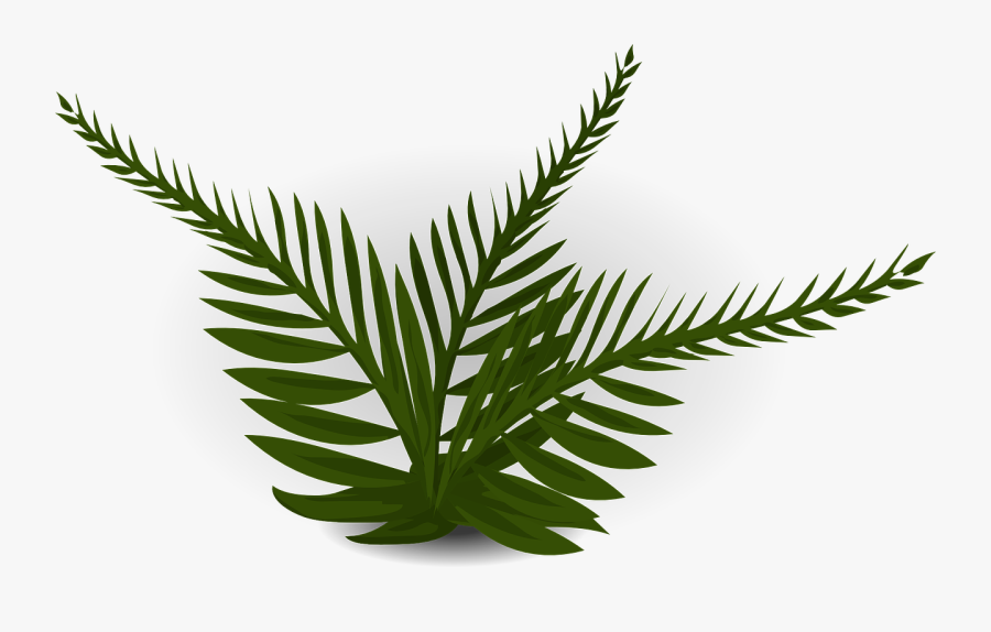 Transparent Fern Clipart - Rainforest Plants With No Background, Transparent Clipart