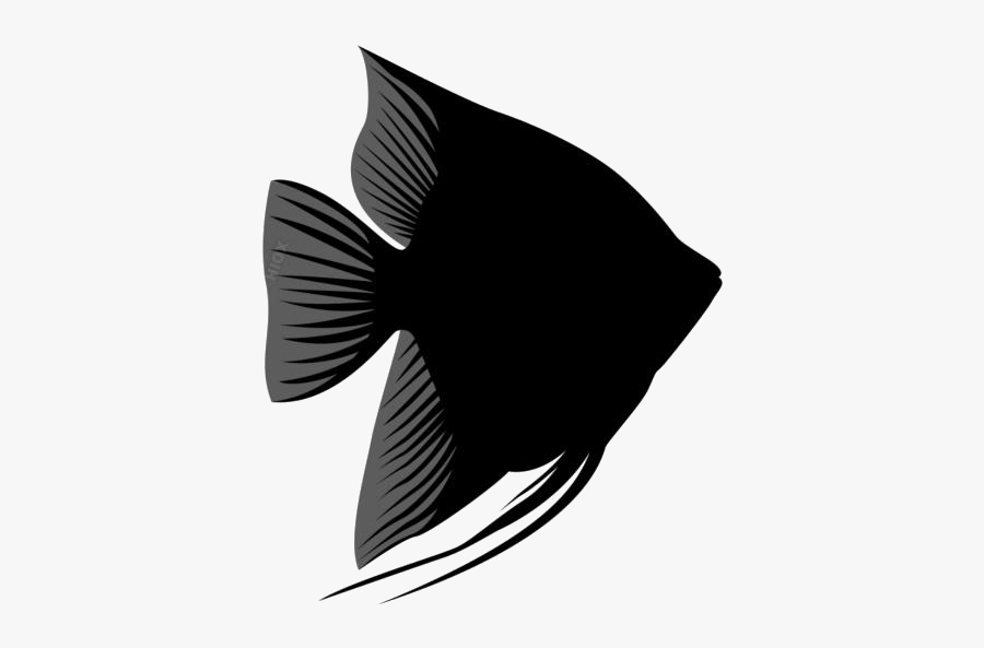 Angel Fish Png Transparent Images - Illustration, Transparent Clipart