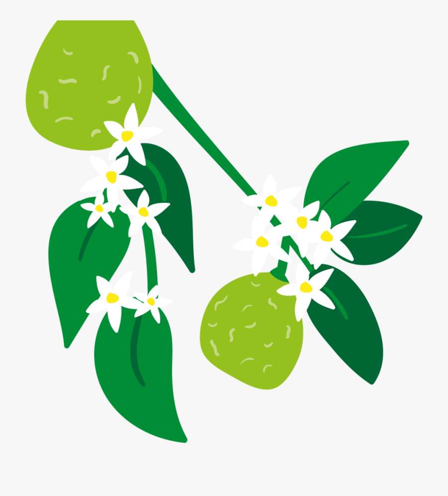 Bergamot & Grapefruit Organic Luxury Hand Wash 250ml, Transparent Clipart