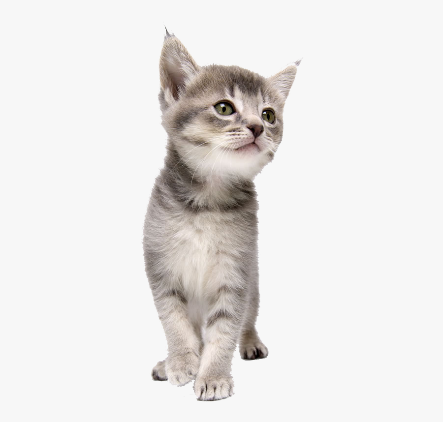 Pet Kitten Coreldraw Dog Cat Png Download Free Clipart - Cute Facts About Cats For Kids, Transparent Clipart