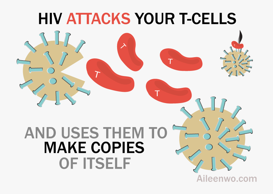 Hiv Attacks Your T Cells, Transparent Clipart