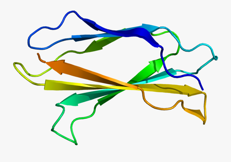 Protein Tnc Pdb 1ten - Tenascina C, Transparent Clipart