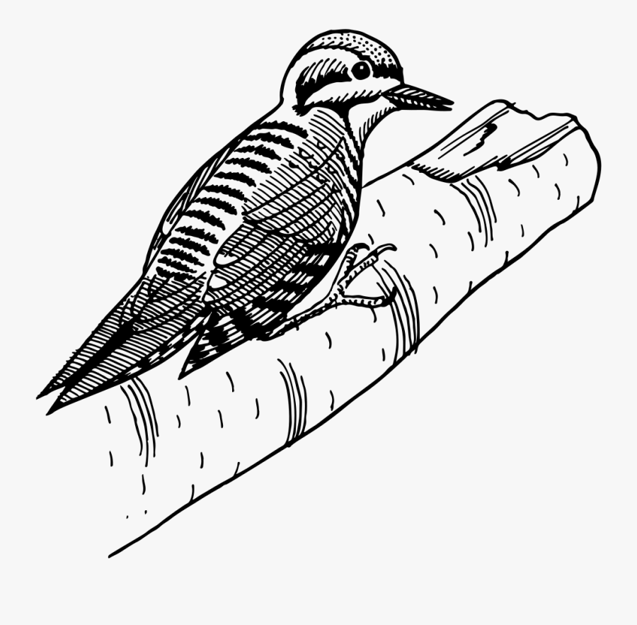 Three Toed Woodpecker Line Art - Woodpecker, Transparent Clipart