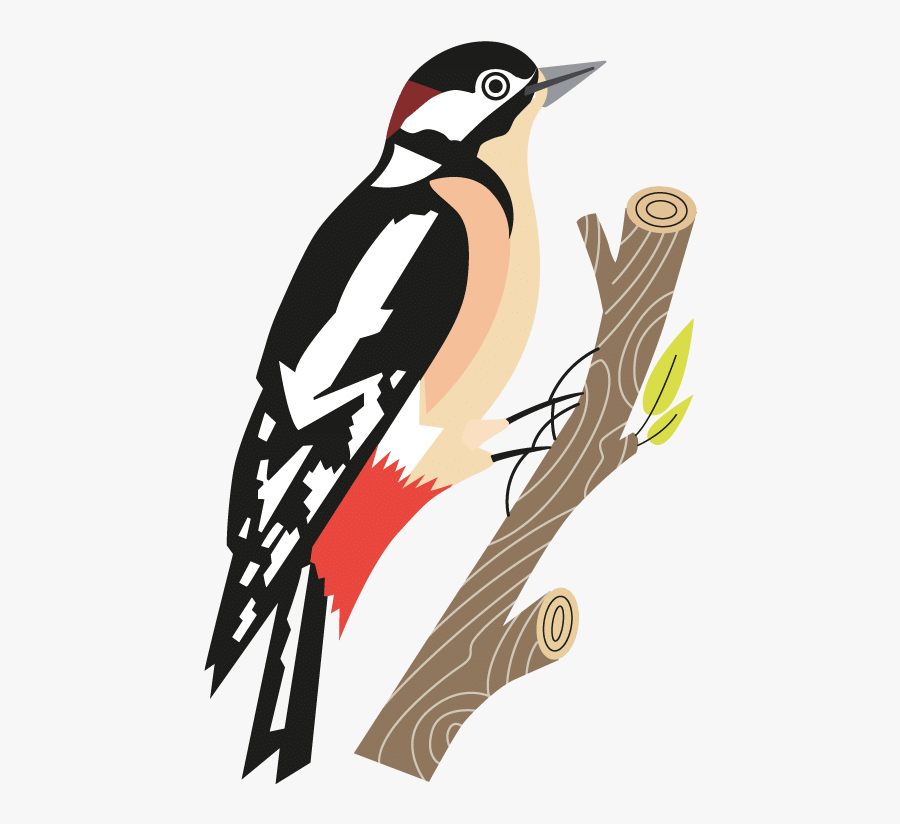 Woodpecker, Transparent Clipart