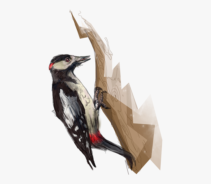 Woodpecker Png - Leuconotopicus, Transparent Clipart