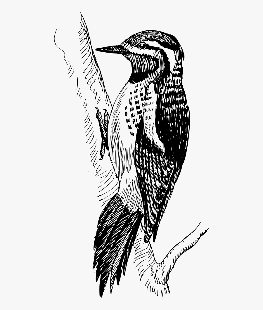 Sapsucker - Pajaro Carpintero Png, Transparent Clipart