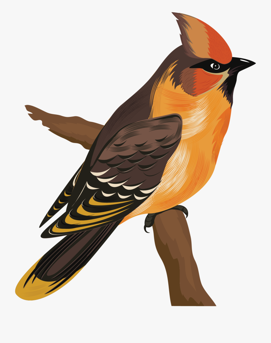 Birds Soicies, Transparent Clipart