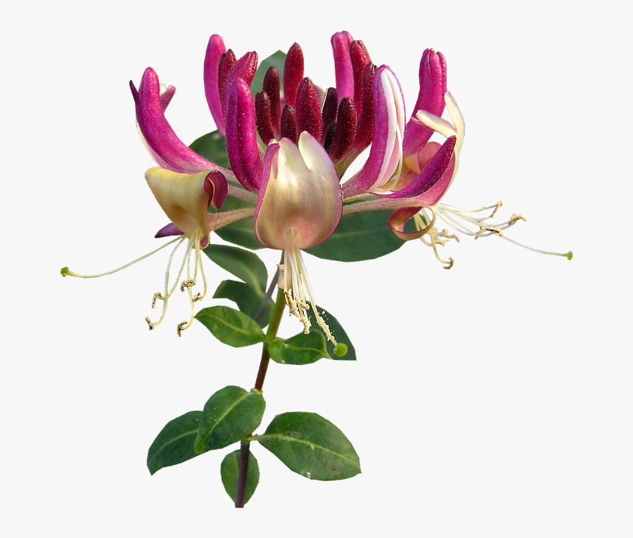 Flower, Honeysuckle, Perfume - Honeysuckle Png, Transparent Clipart
