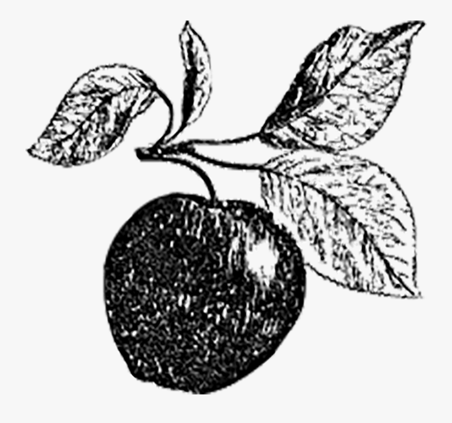 Line Art, Transparent Clipart