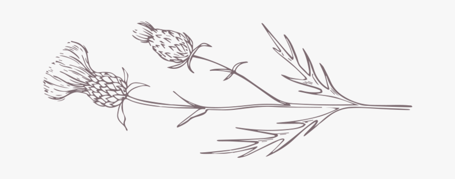 Purple Thistle Horizontal - Sketch, Transparent Clipart