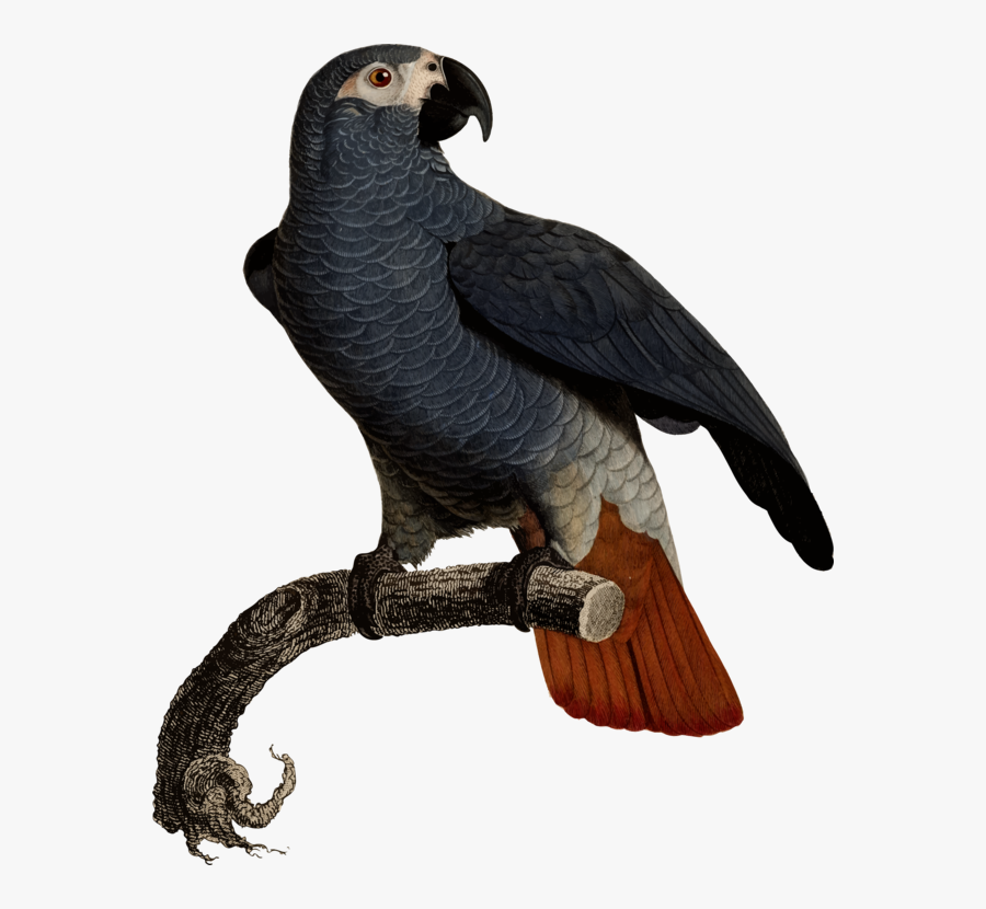 Eagle Fauna Vulture Beak Feather - Jacques Barraband Print, Transparent Clipart