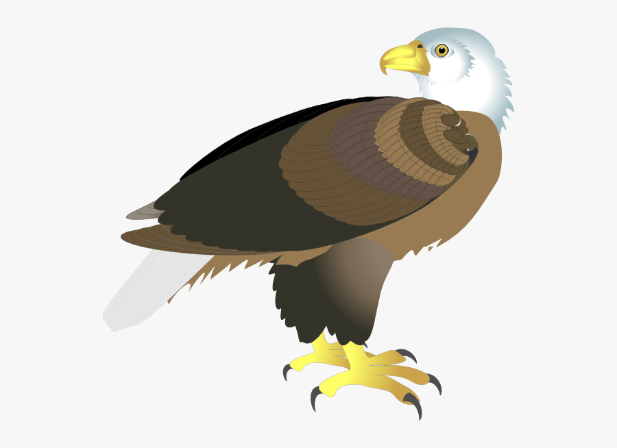 Aguila Vector, Transparent Clipart