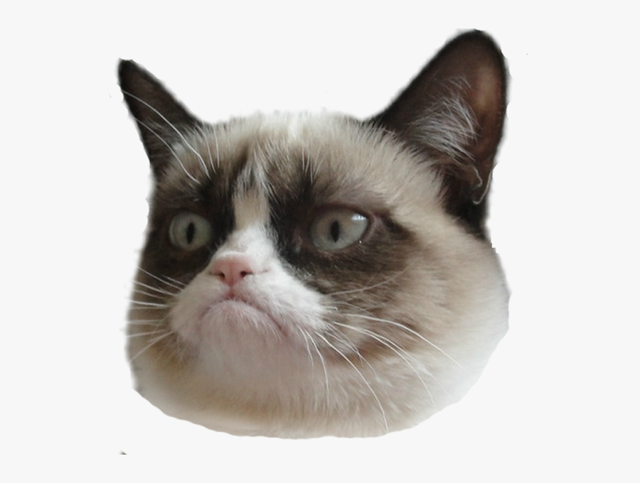 Grumpy Cat Face Transparent, Transparent Clipart