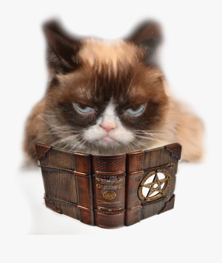 Transparent Grumpy Cat Png - Taxidermy Cat, Transparent Clipart
