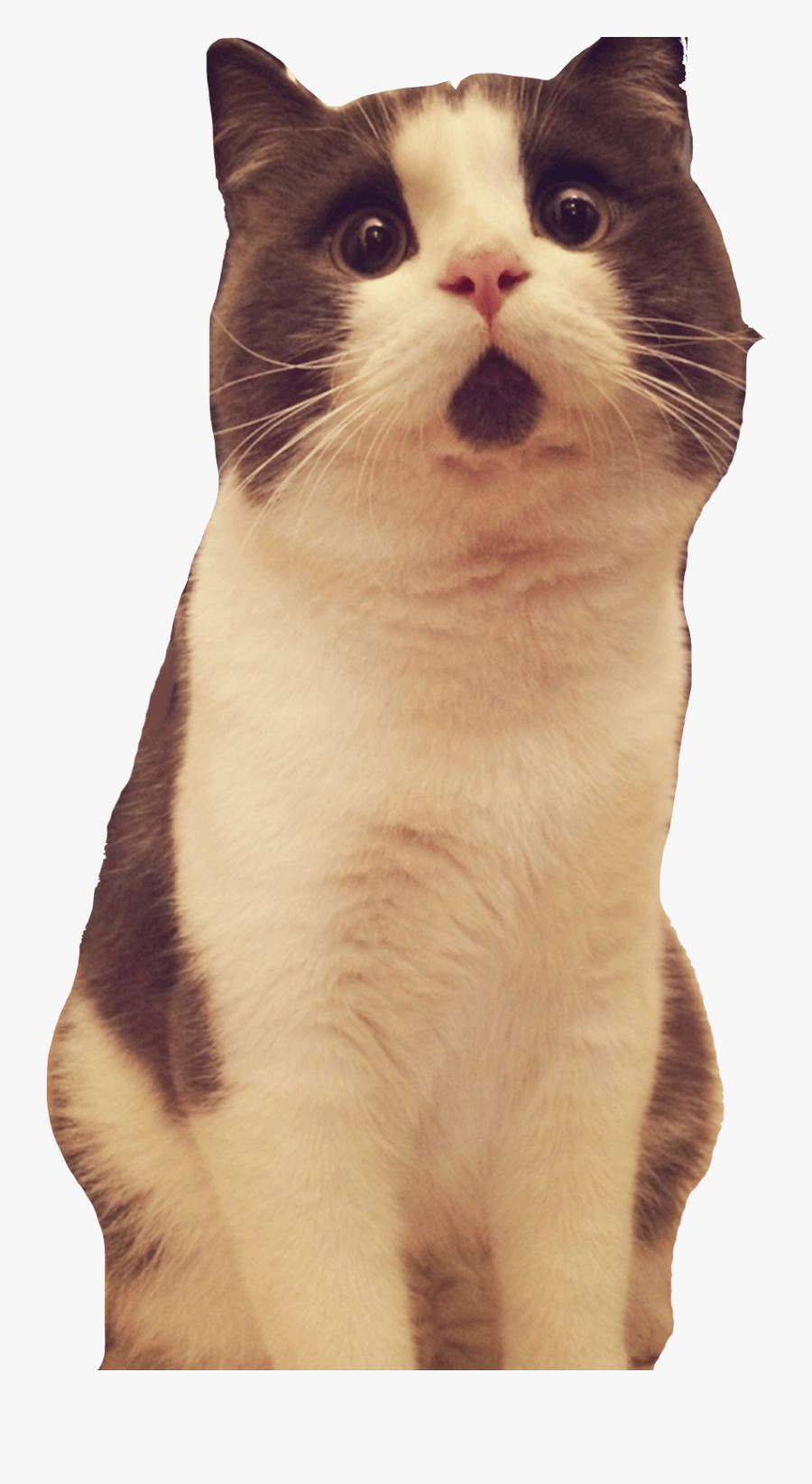 Banye Surprised Cat Looking Up Clip Arts - Cat Looking Up Png, Transparent Clipart