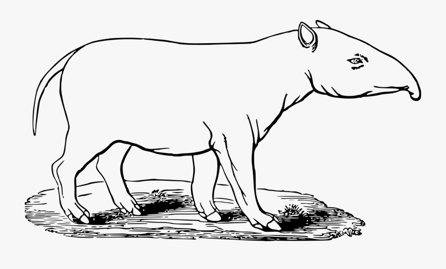 Donkey,art,monochrome Photography - Tapir Black And White, Transparent Clipart