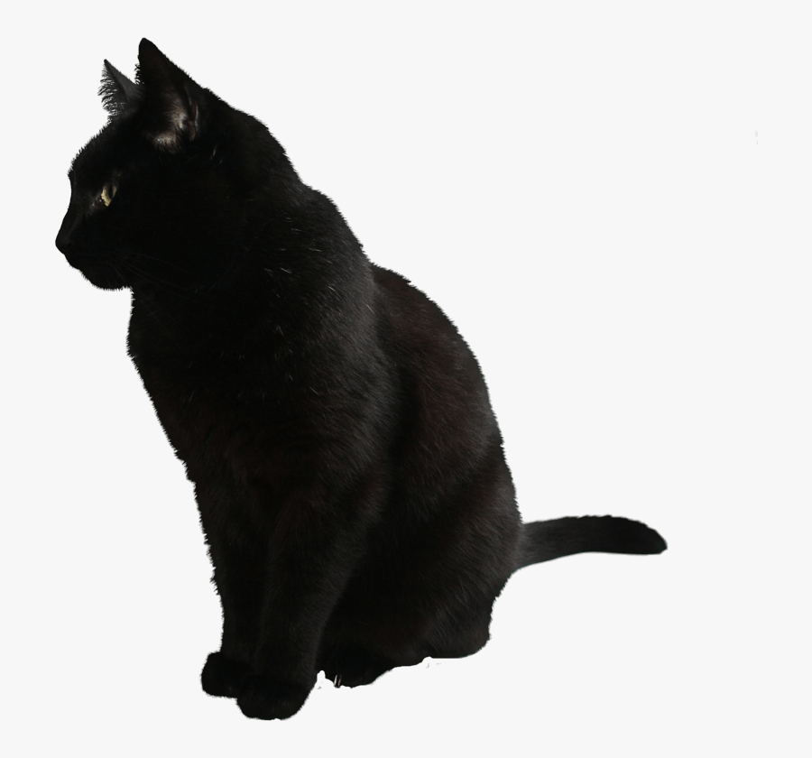 Cat Png Image Download Picture Kitten - Black Cat Transparent Background, Transparent Clipart