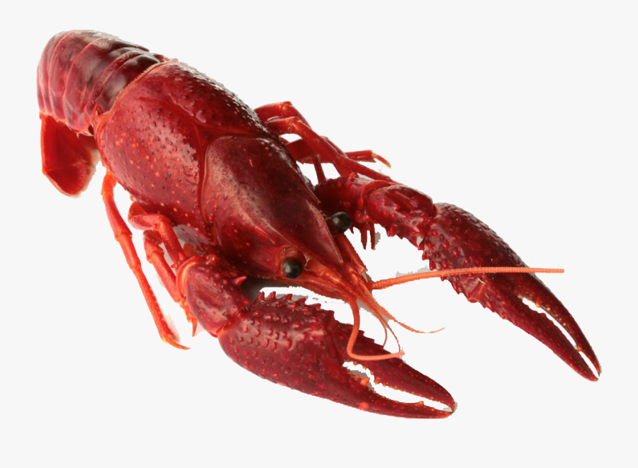 Crawfish Png Transparent Image - Crawfish Png, Transparent Clipart