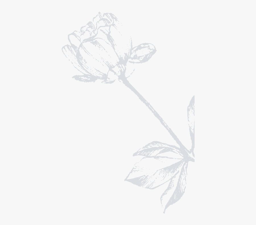 Sketch, Transparent Clipart