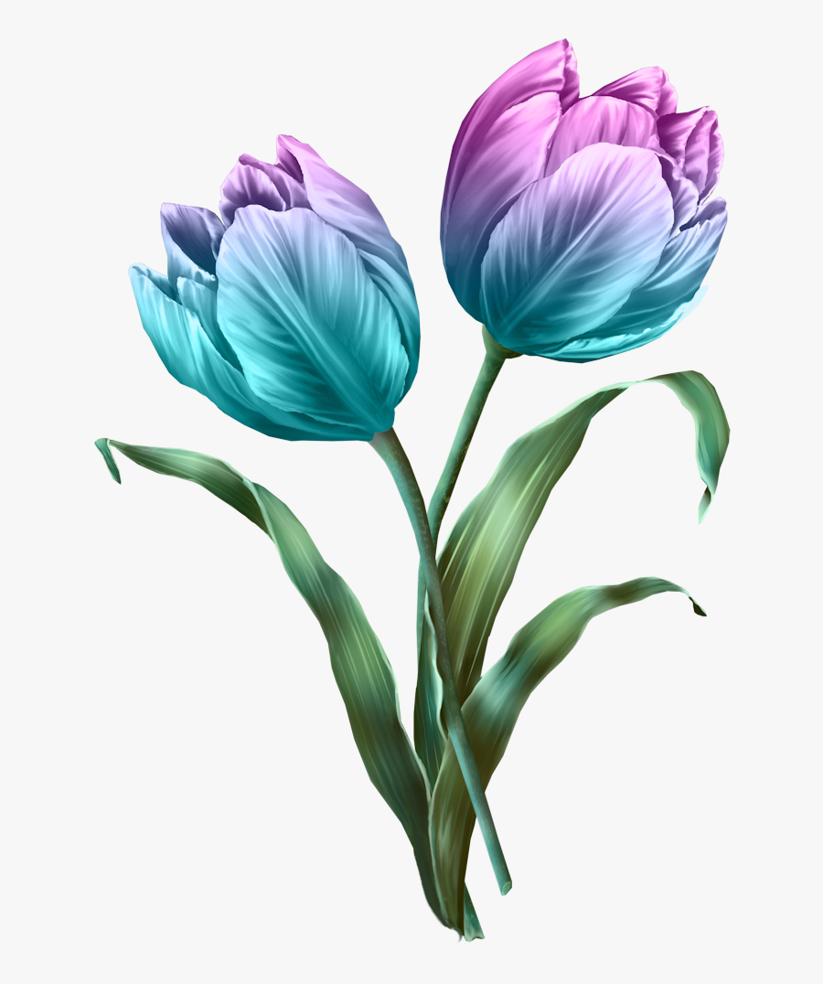 Tulip, Transparent Clipart