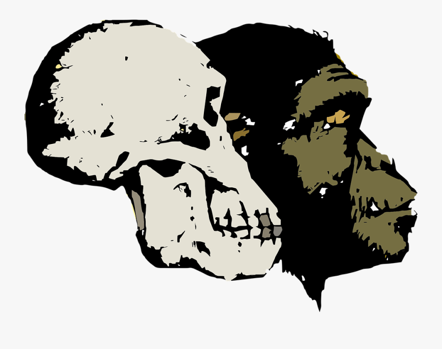 Evolution, Skull, Head, Old, Artifact, Excavation, - Ape Human Evolution Png, Transparent Clipart
