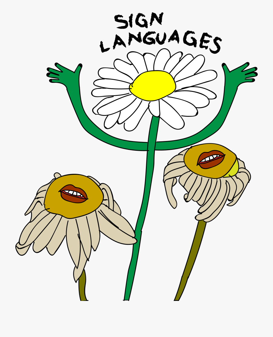Post10 1 01 - Camomile, Transparent Clipart