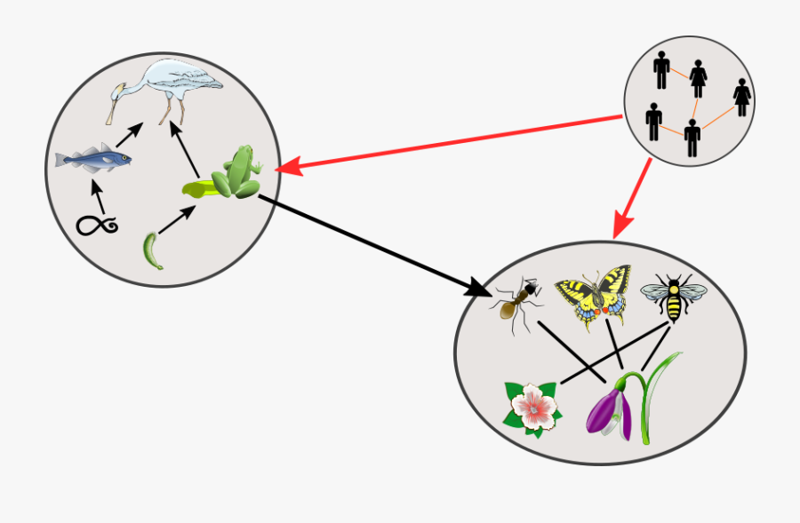 Shai’s Paper Published In Nature Ecology And Evolution, Transparent Clipart