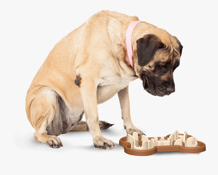 Slow Feeding Dog Bowl To Slow Eating - Dog Looking Down At Cat, Transparent Clipart