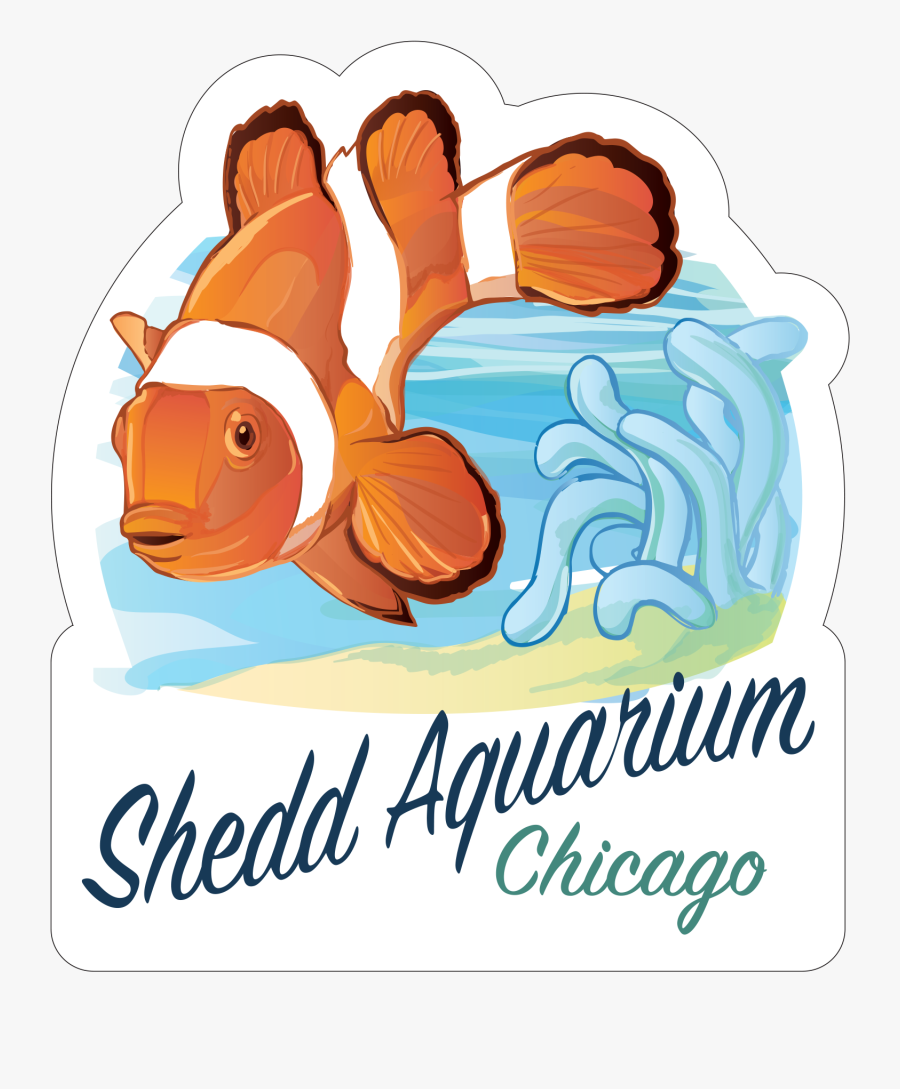 Clownfish"
 Class="lazyload Lazyload Mirage Featured - Escuela De Musica, Transparent Clipart