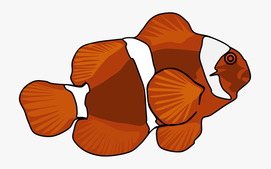 Maroon Clownfish, Transparent Clipart