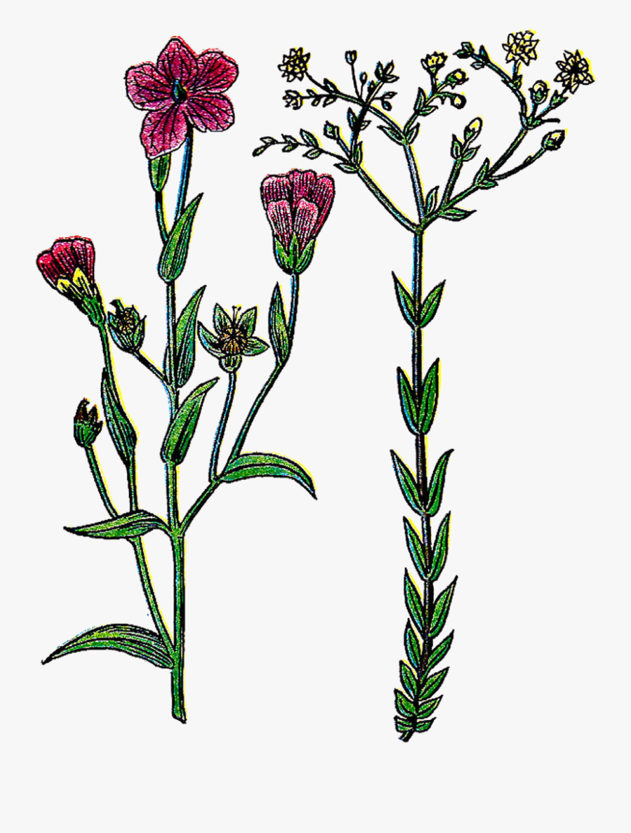 Botanical Clip Art, Transparent Clipart