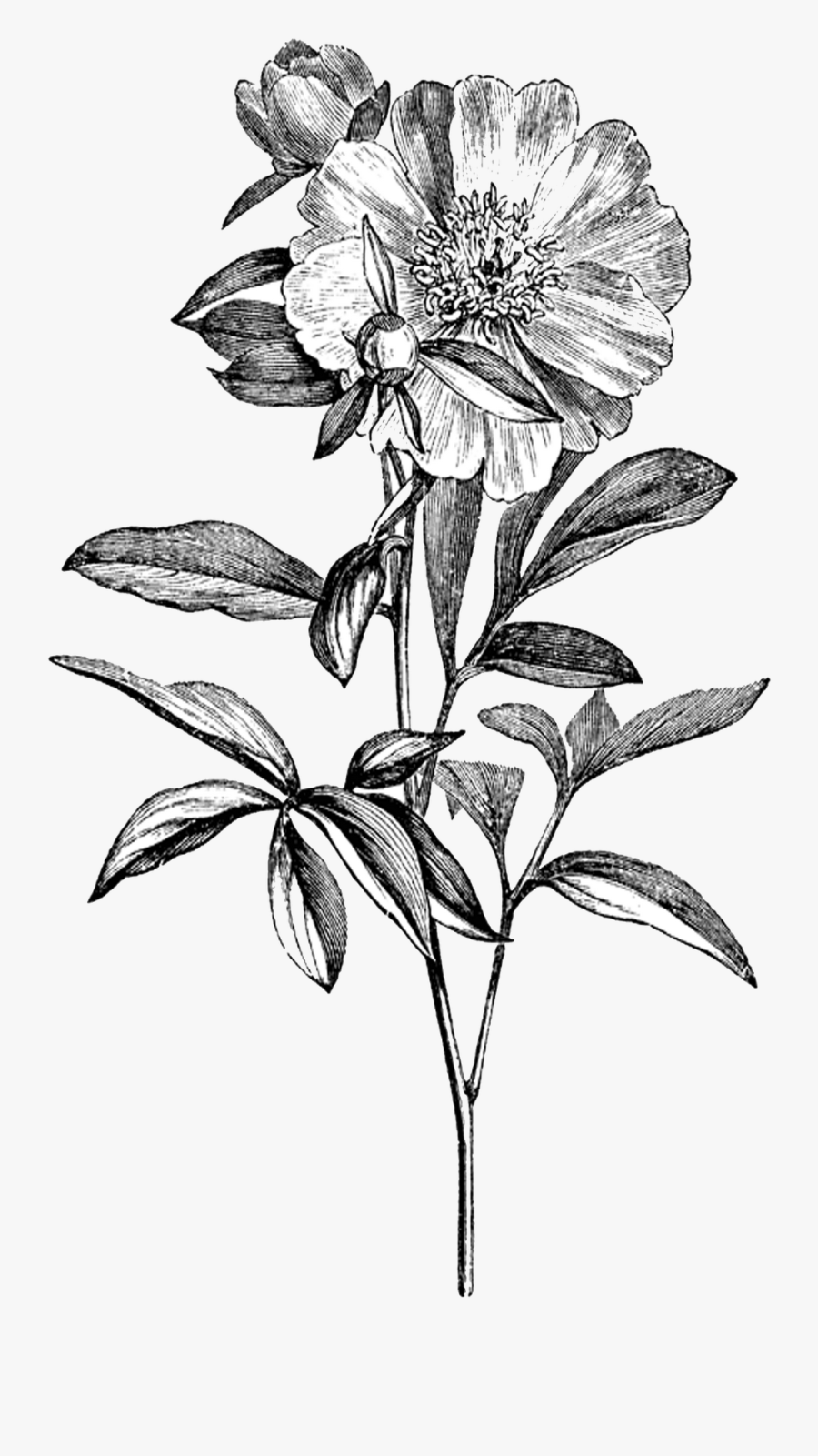 Peony Botany Drawing Clip Art - Transparent Black And White Flower Png, Transparent Clipart